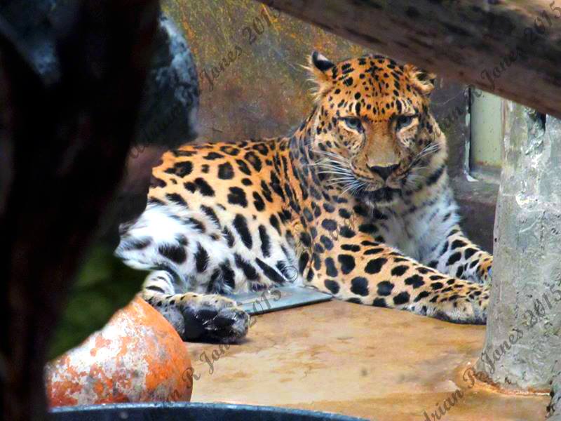 Photography from Denver Zoo, Colorado