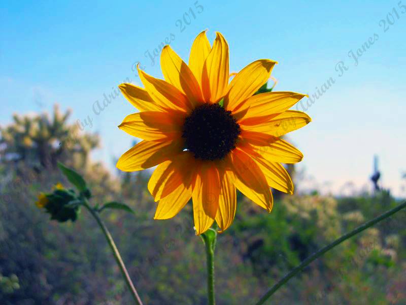 Photography from Desert Botanical Garden, Arizona