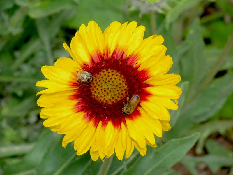 Photography from Denver Botanic Gardens, Colorado